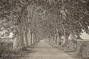 Tunnel of Trees
