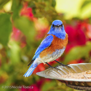 NToesca_Bluebird-1