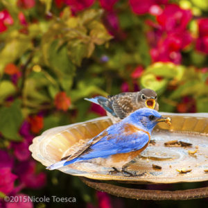 NToesca_Bluebird Dad-1
