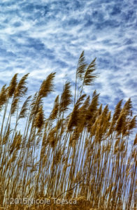 NToesca_Chesa Reeds-1