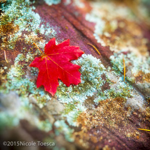 NToesca_Sedona Leaf-1