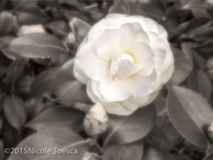 NToesca__Camelia White-1