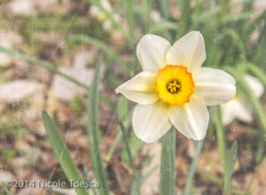 NToesca__Daffodil Scratched-1