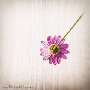 NToesca__Daisy Pink square-1